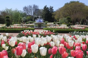 Atlanta Botanical Garden - Spring flowers