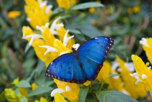 Blue Morpho Butterfly special at Callaway Gardens